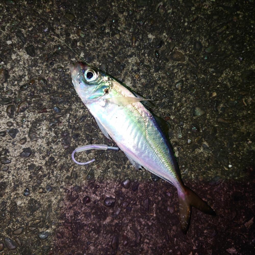 アジング