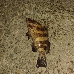 寒くなったけどまだオオモンハタ釣れました