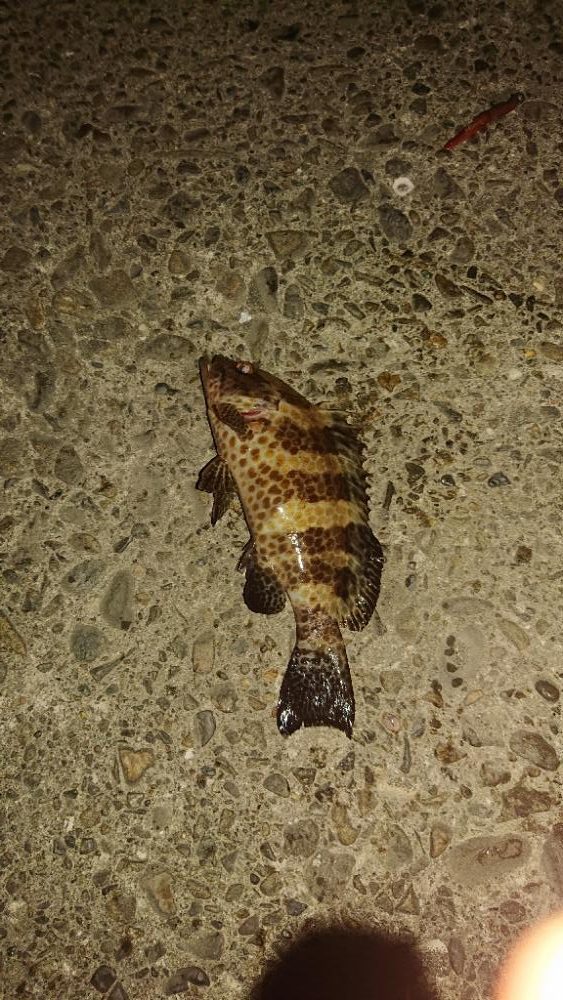 寒くなったけどまだオオモンハタ釣れました