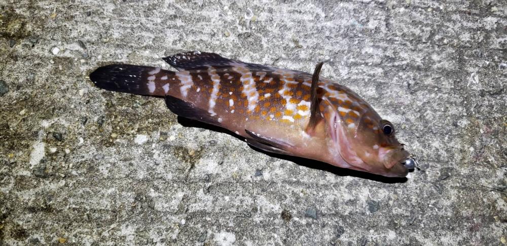 アジ探し@りんくう