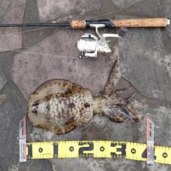 急遽、初、日引漁港釣行！