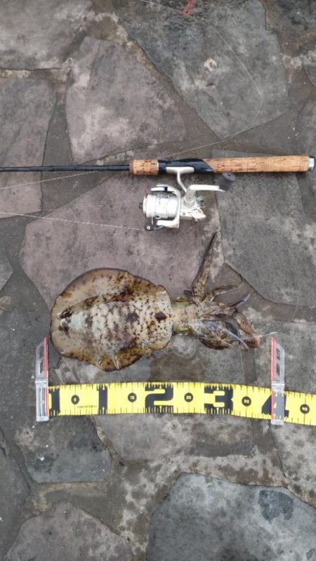 急遽、初、日引漁港釣行!