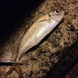アジ狙いで