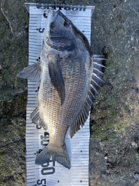 イチノ兄弟(兄)釣果!