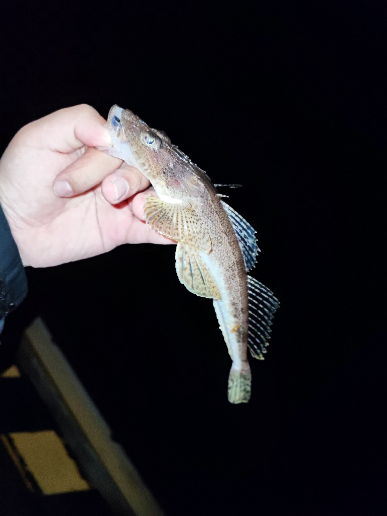 内房でルアーマゴチゲーム