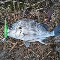 川チヌ釣れました。