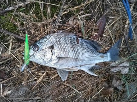 川チヌ釣れました。