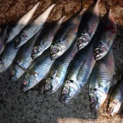 尺アジチャレンジ