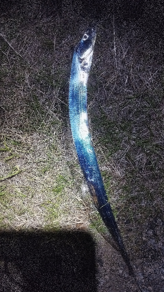 ポツンと太刀魚