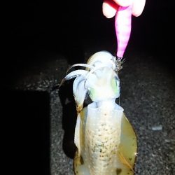 サーフエギング