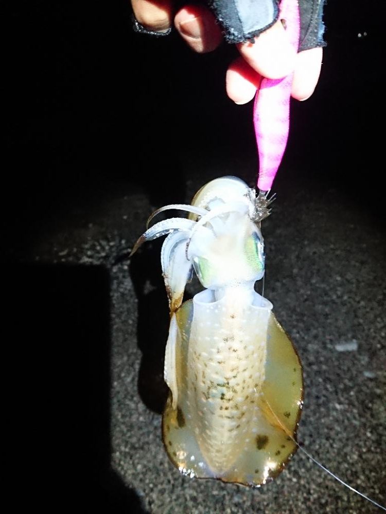 サーフエギング