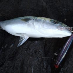 神ノ島でナイスサイズ