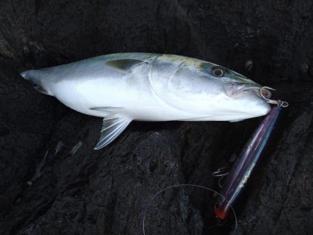 神ノ島でナイスサイズ