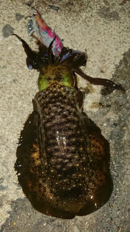 対馬エギング釣果