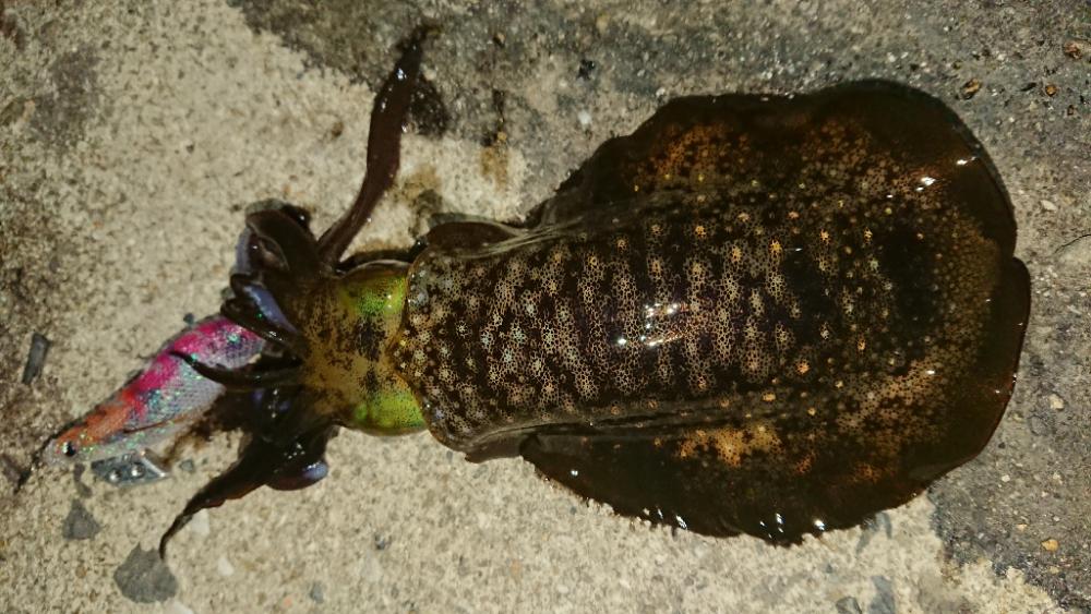 対馬エギング釣果