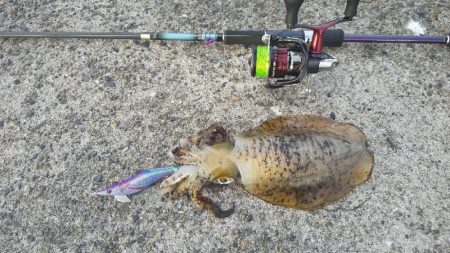 久しぶりのアオリイカ