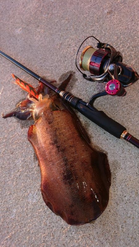 対馬エギング釣果