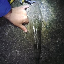 そろそろマゴチ終盤？