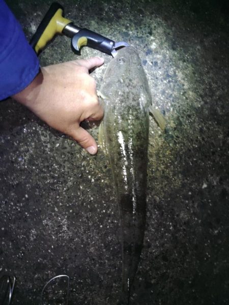 そろそろマゴチ終盤？