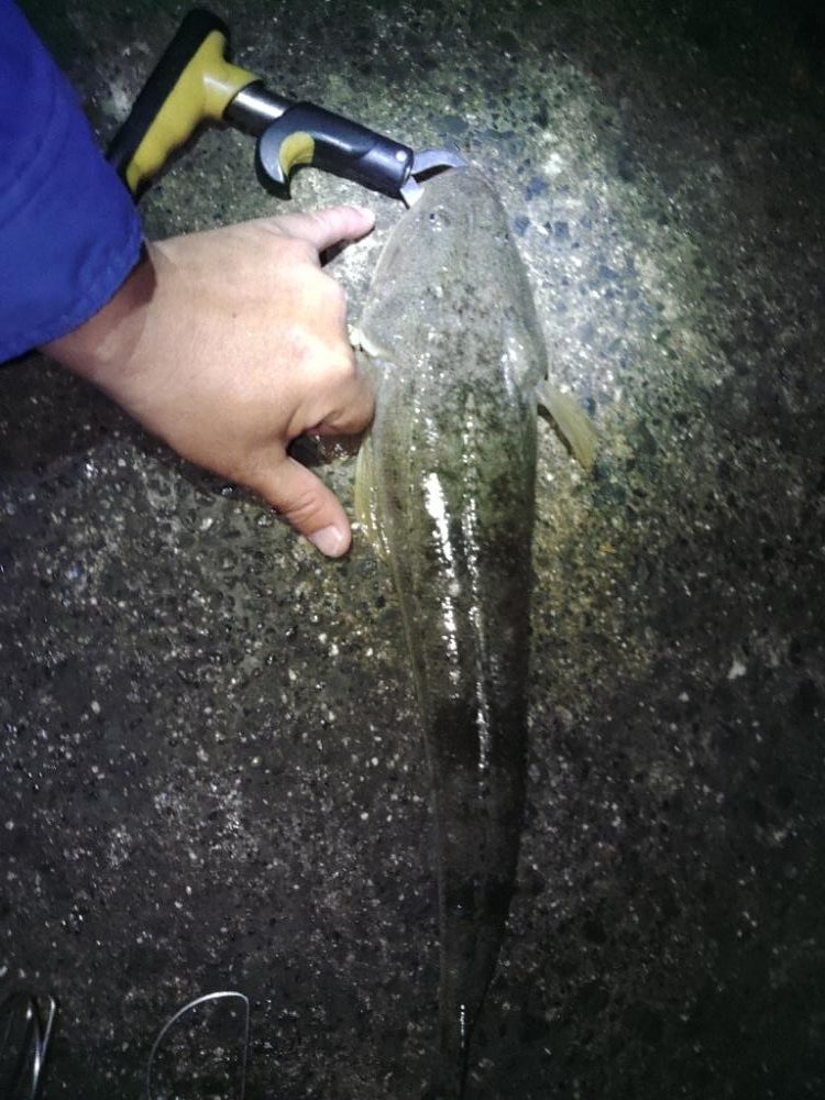 そろそろマゴチ終盤?