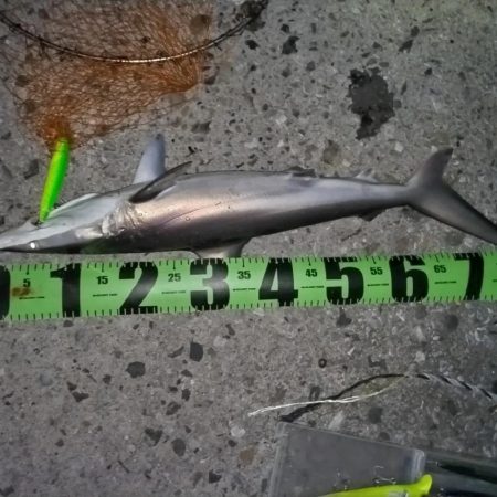 シーバスか？鰤か？いや、サメでした。