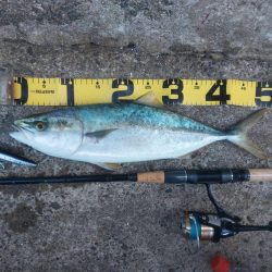 プチsalt water game