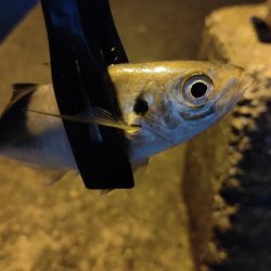 アジ狙いで