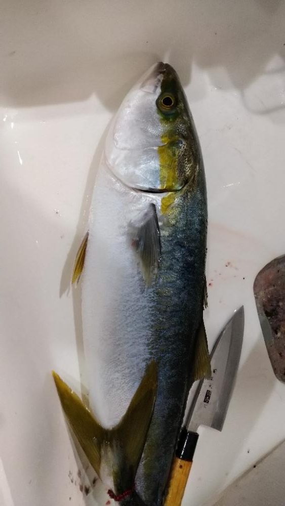 伊勢湾ジギング