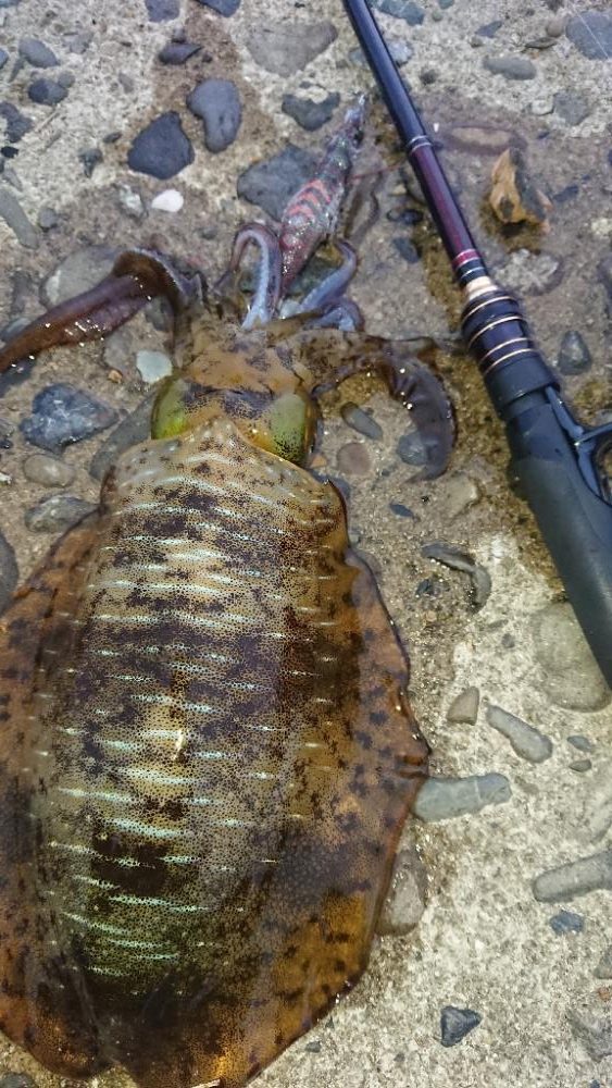 対馬エギング釣果