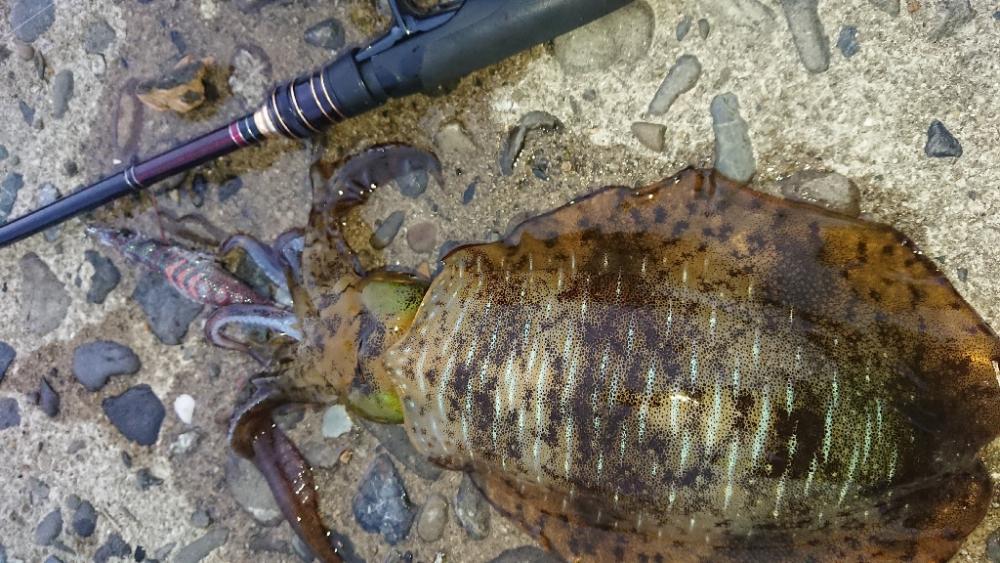 対馬エギング釣果