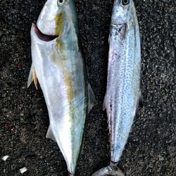 なんとかメジロ