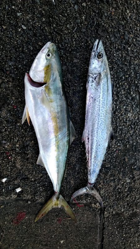 なんとかメジロ