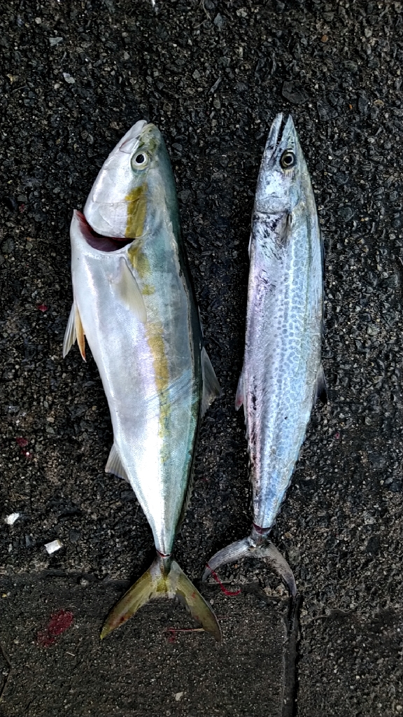 なんとかメジロ