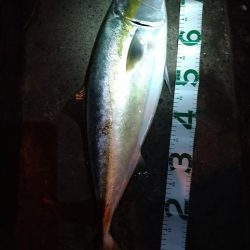 もうちょいでブリ