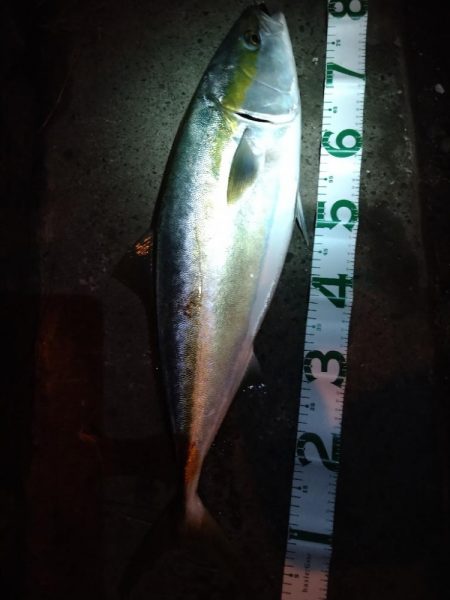 もうちょいでブリ