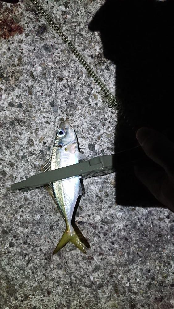 淡路島アジング