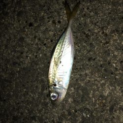 朝マヅメアジング