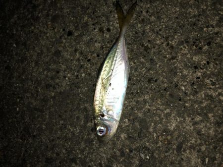 朝マヅメアジング