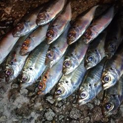 今夜もアジング