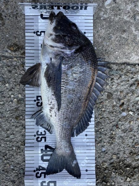 イチノ兄弟（兄）釣果！