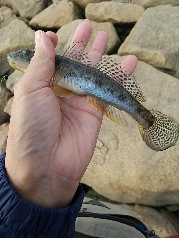 ハゼ釣り～なかなか