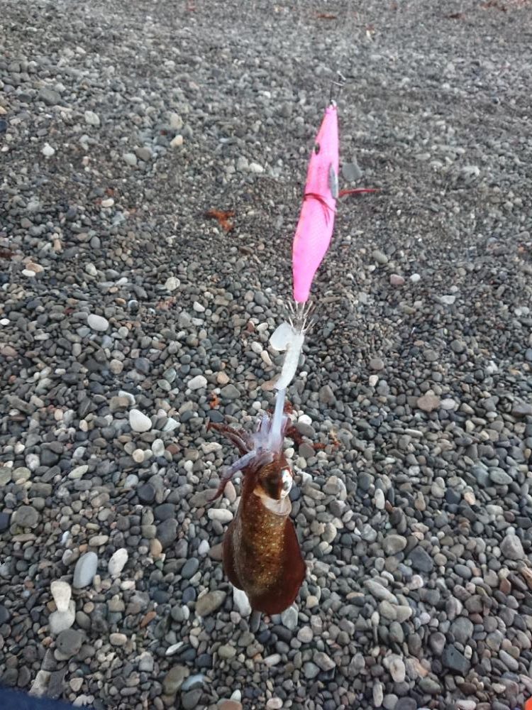 サーフエギング