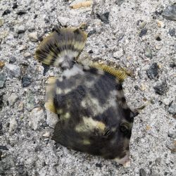 カワハギまだ釣れます