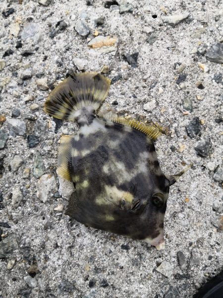 カワハギまだ釣れます