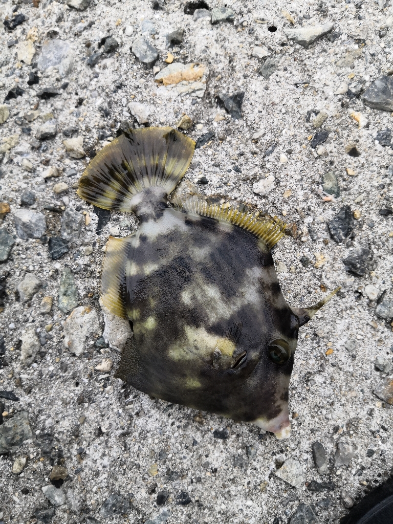 カワハギまだ釣れます