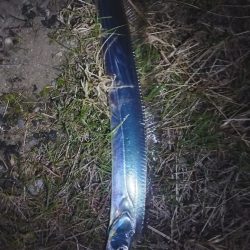 一本釣れる現象