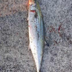 反応はまずまず