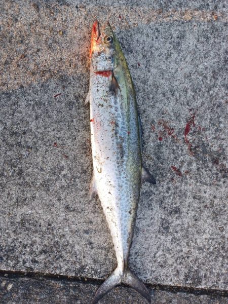 反応はまずまず