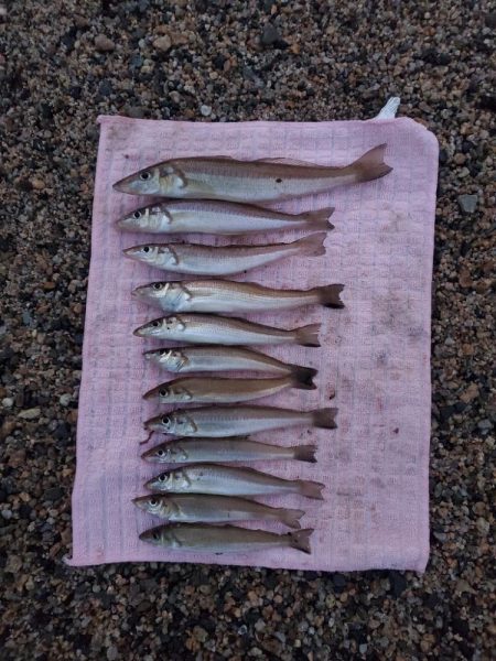 敦賀でキス釣り