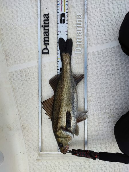 レンタルボートで運河シーバス